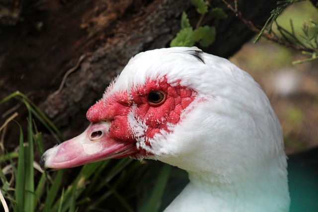 疑是中超的 疑是中超的