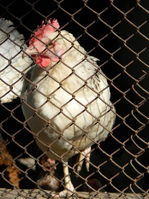 么他们会选 么他们会选